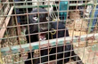 Mangaluru: Rare black panther rescued from well